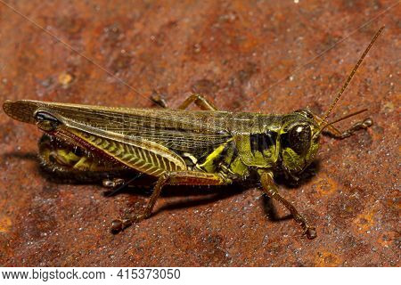 A Close Up Macro Lens Image Of A Red Legged Grasshopper (melanoplus Femurrubrum) On A Rusty Metal.  