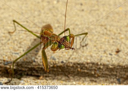 Close Up Isolated View Of An Adult Male Tenodera Sinensis Sinensis (chinese Mantis) On Concrete Grou