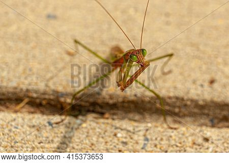 Close Up Isolated View Of An Adult Male Tenodera Sinensis Sinensis (chinese Mantis) On Concrete Grou