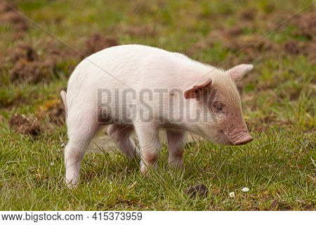 Close Up Image Of A Cute Pink Piglet Grazing On A Meadow. This Is An Isolated Image Showing The Pret