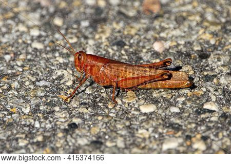 Close Up Macro Lens Image Of A Carolina Locust (dissosteira Carolina) Standing On Stone Ground. This