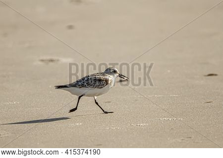 Close Up Isolated Image Of A Semipalmated Sandpiper (calidris Pusilla) Carrying An Atlantic Mole Cra