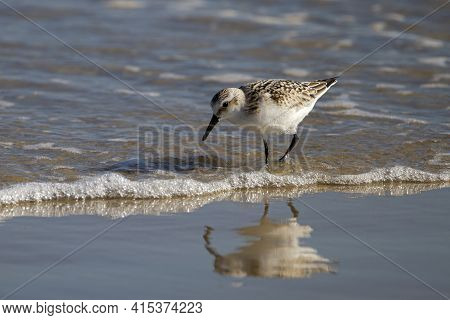 Close Up Isolated Image Of A Semipalmated Sandpiper (calidris Pusilla) Hunting For Sand Crabs On Wet