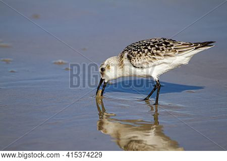 Close Up Isolated Image Of A Semipalmated Sandpiper (calidris Pusilla) Hunting For Sand Crabs On Wet