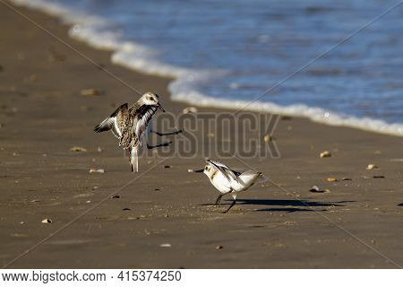 Close Up Isolated Image Of Two Semipalmated Sandpipers (calidris Pusilla) Fighting. These Are Very T