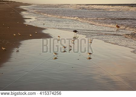 A View Of The Atlantic Shoreline On The Assateague Island At Sunset. A Group Of Semipalmated Sandpip