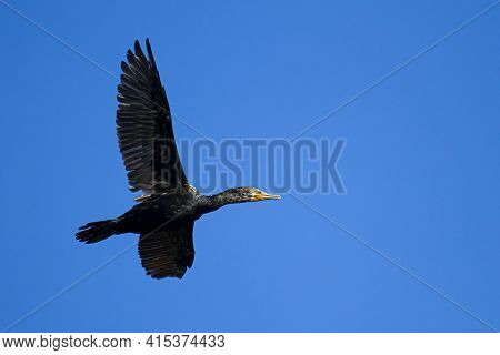 An Isolated Close Up Image Of A Double Crested Cormorant (phalacrocorax Auritus) In Flight. This Bla
