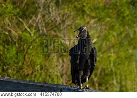 An American Black Vulture (coragyps Atratus) Is Perching On The Wooden Barriers By The Road In Easte