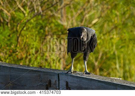 An American Black Vulture (coragyps Atratus) Is Perching On The Wooden Barriers By The Road In Easte