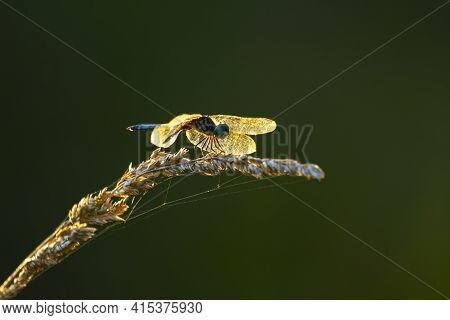 A Little Blue Dragonlet (erythrodiplax Minuscula) Dragonfly Is Standing On Top Of A Wild Wheat Tasse