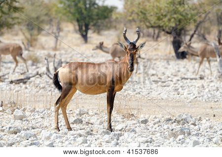 สีแดง Hartebeest