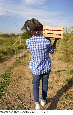 Happy Farmer Holding Harvested Eco Tomatoes Walking With A Full Crate On Hist Shoulders