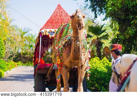 Colorfully Decorated Regal Camel Decked In Colorful Tie And Dye Cloth, Loops And Bridle Standing Maj