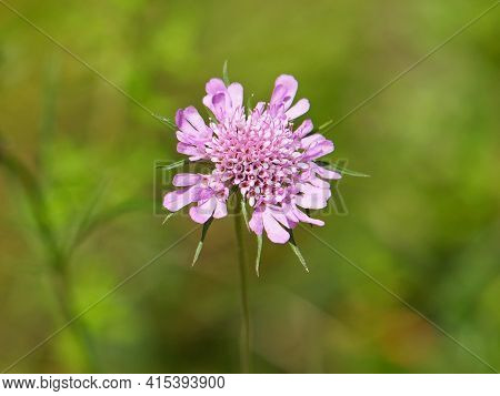 Pink Flower Of Glossy Scabious, Scabiosa Lucida