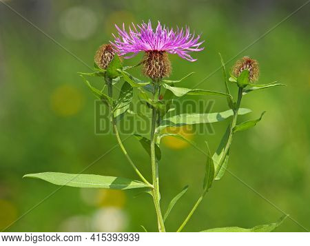Purple Flower Of Wig Knapweed, Centaurea Pseudophrygia