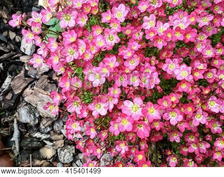 Many Little Pink Flowers Saxifraga Background. Saxifraga Pink Little Flowers Background. Purple Flow