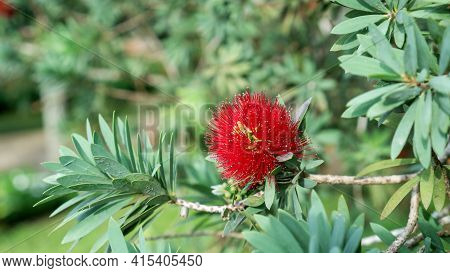 Red Bottle Brush Flower (callistemon Rigidus) In A Garden.