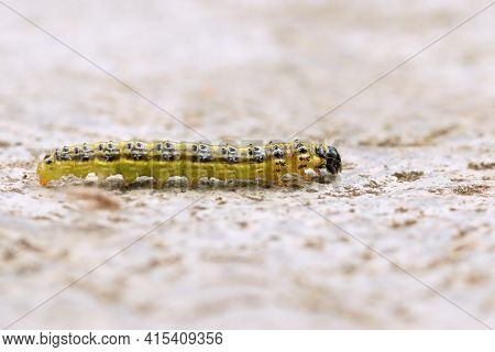 Box Tree Moth Macro Shot (.cydalima Perspectalis  ); This Is A Pest Attacking Box Trees In Europe