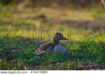 A Portrait Of A Greylag Goose Anser Anser At The Morning