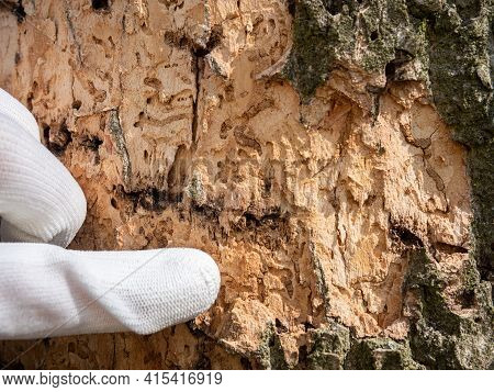Finger Pointing Insect Tunnels Under Bark. Forester Shows Maps Bitten By Longhorn Beetle Larvae Unde