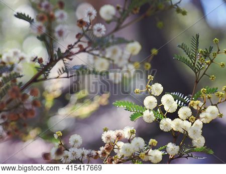 Australian Nature Background Of Yellow Flowers And Buds Of The Australian Native Sunshine Wattle, Ac