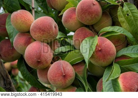 Peaches On Tree. Beautiful Peaches On Tree. Green Fruit Garden. Peaches Close Up.