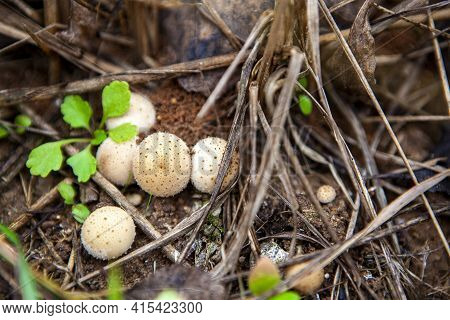 A Small Group Of Puffball Mushroom In The Autumn Forest, Lycoperdon Pyriforme