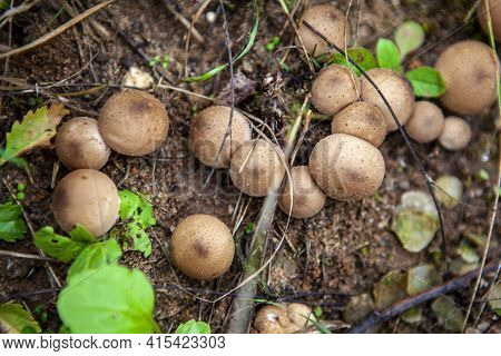 A Small Group Of Puffball Mushroom In The Autumn Forest, Lycoperdon Pyriforme