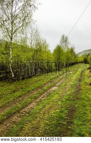 Road In Forest