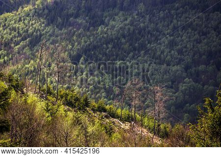 Carpathian Forest Landscape