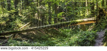Fallen Tree In The Forest