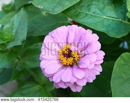 Pink Flower Cynia Summer Closeup In The Garden In Summer