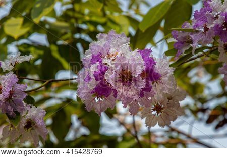 Beautiful Pink-purplish-white Flower Of Lagerstroemia Speciosa Or Lagerstroemia Floribunda Of Bloomi