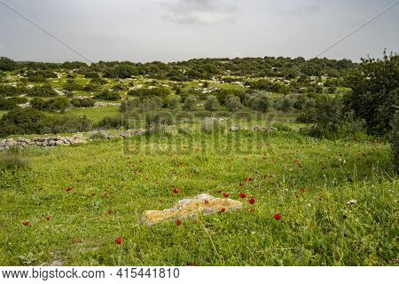A Fallow Field With Abundant Red Anemones, And A Young Olive Grove Surrounded By Ancient Stone Fence