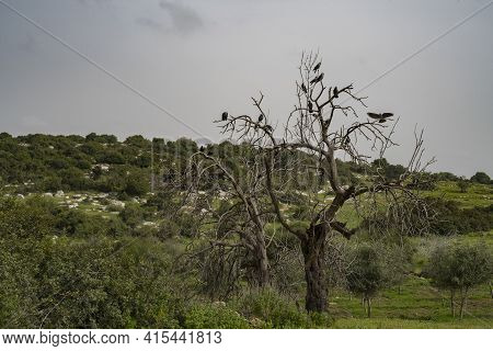 A Crowd Of House Crows Resting On Two Dead Old Trees On An Overcast Day, In The Adullam Region Of Is