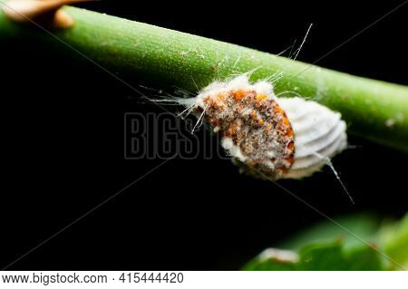 Cottony Cushion Scale Insect Also Known As Icerya Purchasi Which Are Harmful Insect Pests Can Damage