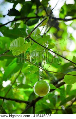 Passion Fruit Is A Nutritious Tropical Fruit Rich In Antioxidants, Vitamins Including Carotenoids An