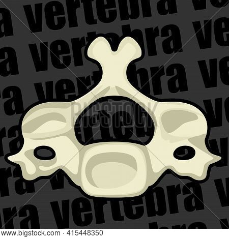 Image Of A Part Of A Human Skeleton. Anatomical Image. Human Vertebra. Vector Illustration.