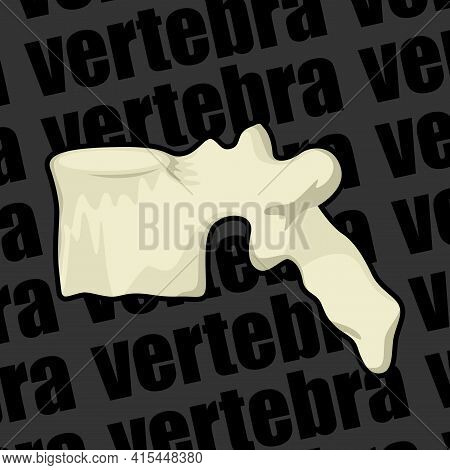 Image Of A Part Of A Human Skeleton. Anatomical Image. Human Vertebra. Vector Illustration.