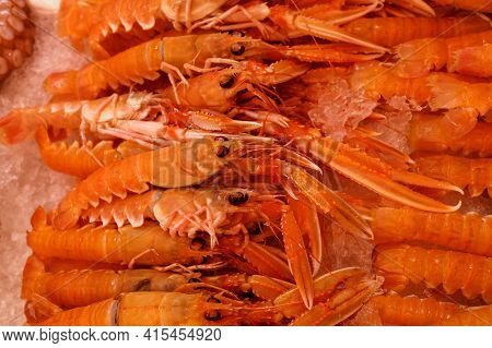 Close Up Fresh Catch Of Raw Red Langoustines (nephrops Norvegicus, Norway Lobster, Dublin Bay Prawn 
