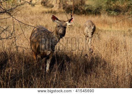 Two Asian Sambar Female Deers