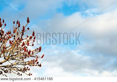 A Bare Staghorn Sumac Tree In Early Spring With Leafless Branches And Infructescences Of Tha Last Ye