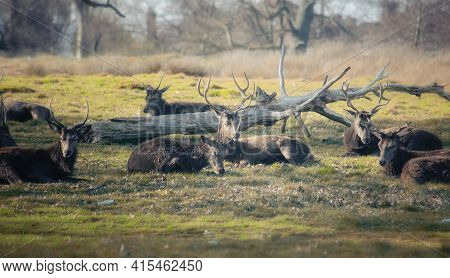 Herd Of Deers Resting In The Grass