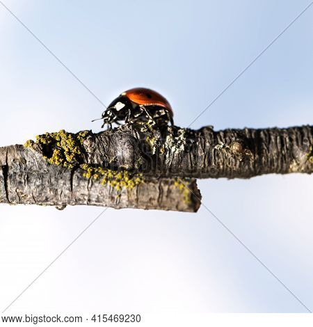 Ladybug Walking On Tree Branch. Red Insect With Black Dots On Blue White Background. Microphotograph