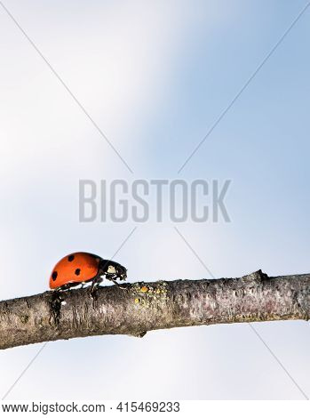 Ladybug Walking On Tree Branch. Red Insect With Black Dots On Blue White Background. Microphotograph