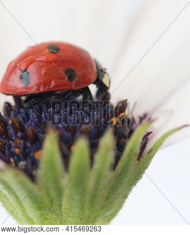 Ladybug On White And Purple Flower. Red Insect With Black Dots. Microphotography.