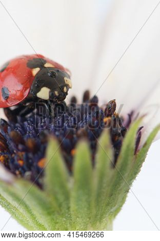 Ladybug On White And Purple Flower. Red Insect With Black Dots. Microphotography.