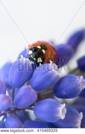 Ladybug On Purple Flower. Red Insect With Black Dots. Microphotography.
