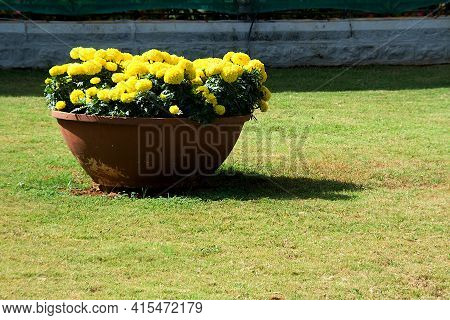 Yellow Marigold Flowers Bloomed In Red Earthen Pot Displayed At Republic Day Flower Show In Lalbagh,