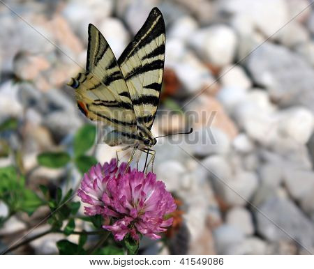 Papilio Podalirius